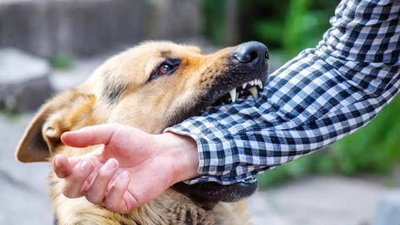 डॉग बाइट मामलों पर सख्ती, झारखंड के सभी जिला अस्पताल बनेंगे मॉडल एंटी रेबीज क्लिनिक