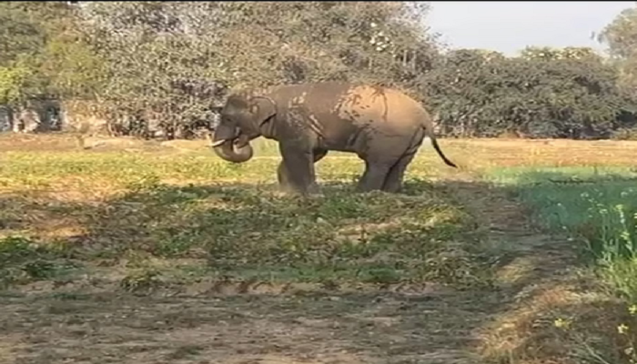 पलामू: हाथी खदेड़ने के लिए चला 16 घंटे का अभियान, वन विभाग के छूटे पसीने