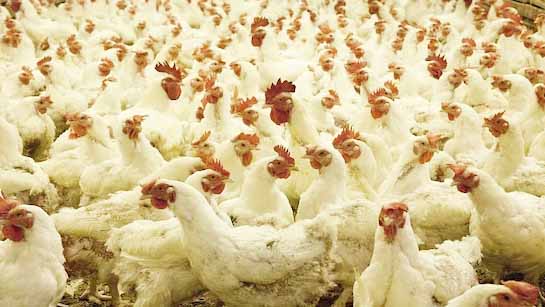 बिहार: कौओं के बाद मुर्गियों में फैला बर्ड फ्लू, सभी जिलों में अलर्ट जारी