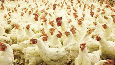बिहार: कौओं के बाद मुर्गियों में फैला बर्ड फ्लू, सभी जिलों में अलर्ट जारी