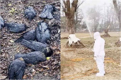 भागलपुर : नवगछिया में मृत मिले कौओं में बर्ड फ्लू की पुष्टि, प्रशासन अलर्ट