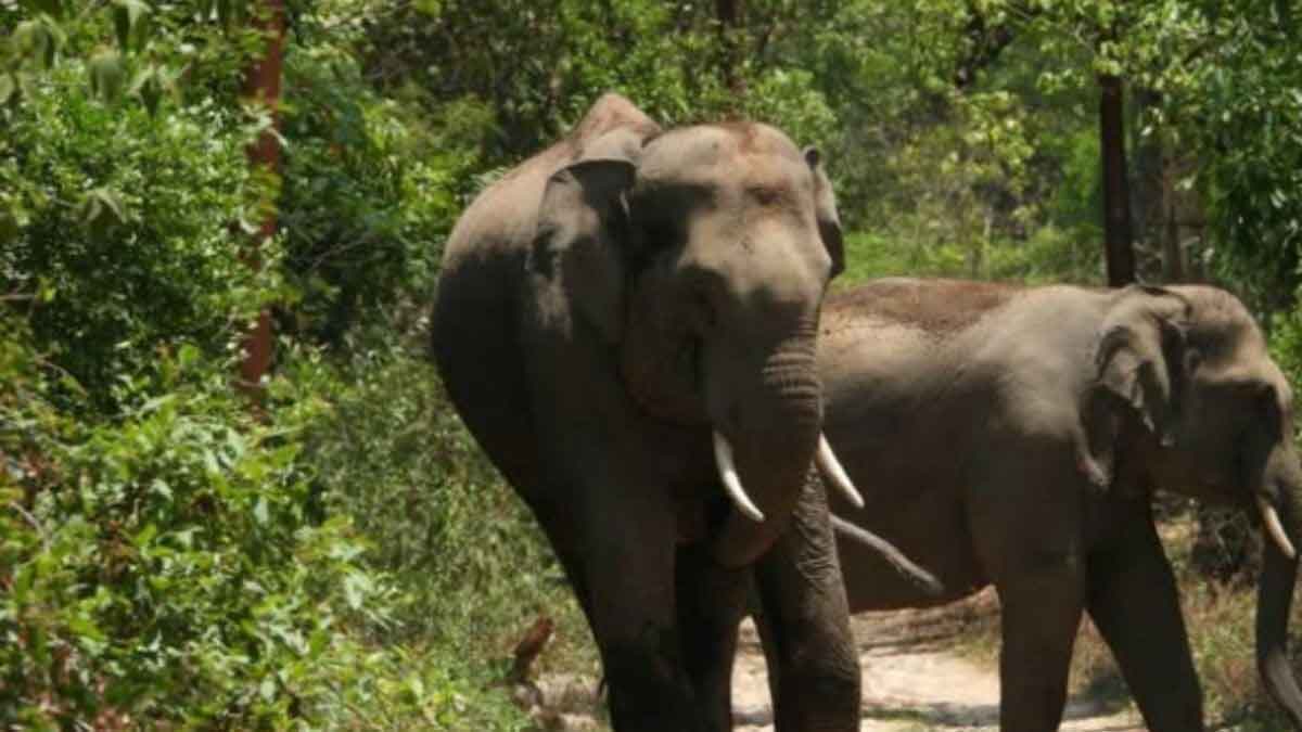 गिरिडीह में जंगली हाथी ने महिला को कुचलकर मार डाला, वन विभाग ने परिजनों को 50 हजार का चेक सौंपा