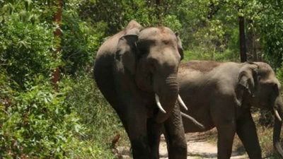 गिरिडीह में जंगली हाथी ने महिला को कुचलकर मार डाला, वन विभाग ने परिजनों को 50 हजार का चेक सौंपा