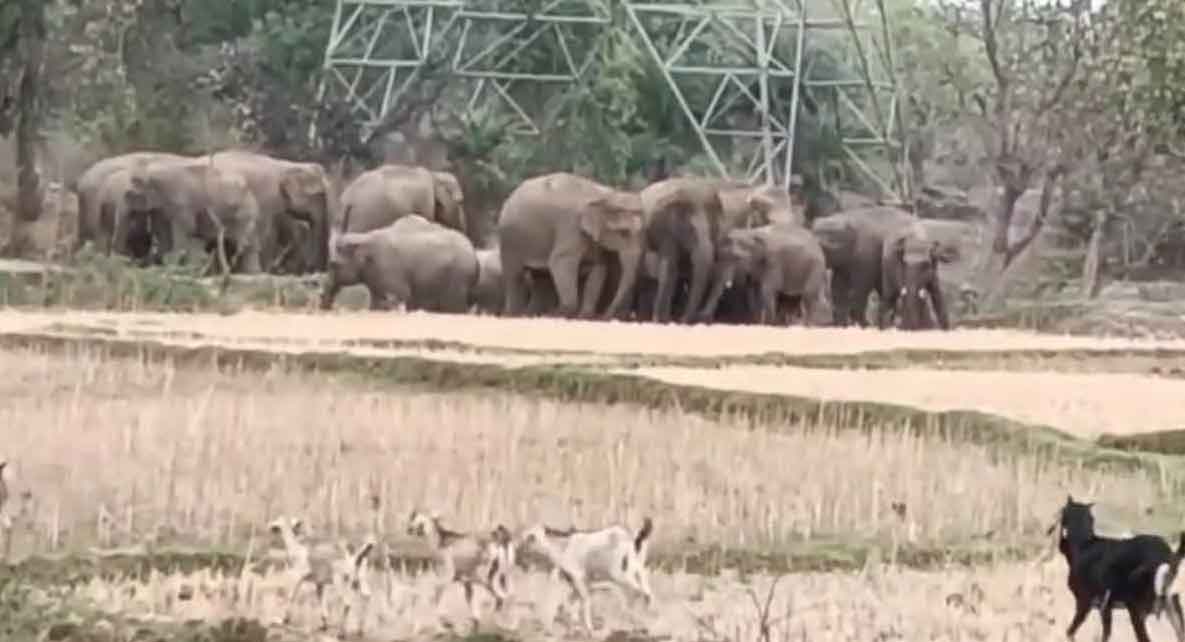 कोडरमा में  जंगली हाथियों का आतंक, युवक को कुचलकर मार डाला, ग्रामीणों में दहशत