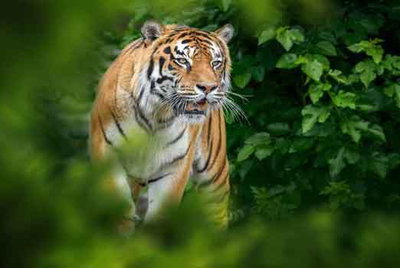 महाराष्ट्र के चंद्रपुर में तेंदूपत्ता तोड़ने जंगल में गयी चार महिलाएं बाघ का शिकार बन गयी