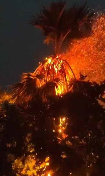 धनबाद : आकाशीय बिजली गिरने से ताड़ के पेड़ में आग लगी, अफरा-तफरी मची