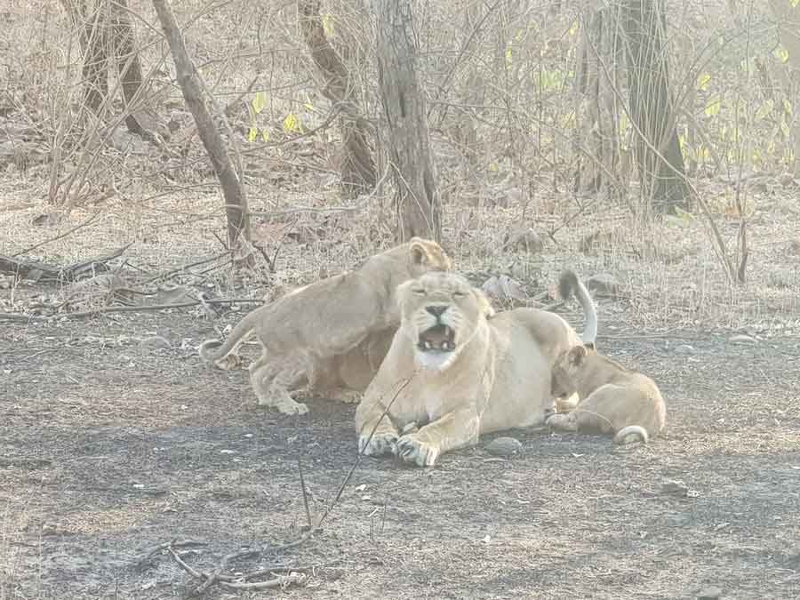 गुजरात के गिर जंगल क्षेत्र में दो दिनों में 5 शावक सहित आठ शेरों की मौत