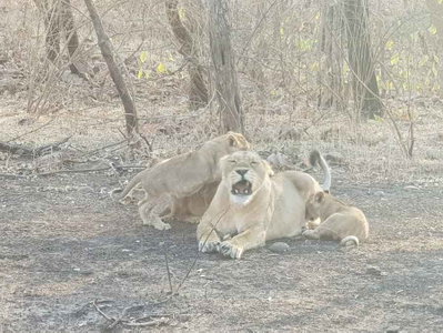 गुजरात के गिर जंगल क्षेत्र में दो दिनों में 5 शावक सहित आठ शेरों की मौत
