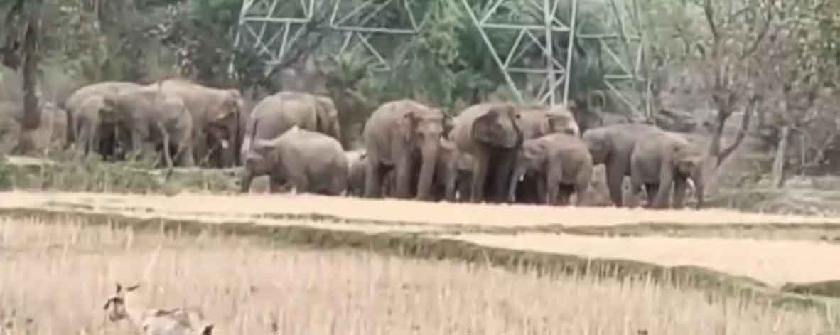 कोडरमा में जंगली हाथियों का आतंक जारी, एक ग्रामीण की मौत, इलाके में दहशत का माहौल