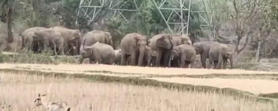 कोडरमा में जंगली हाथियों का आतंक जारी, एक ग्रामीण की मौत, इलाके में दहशत का माहौल