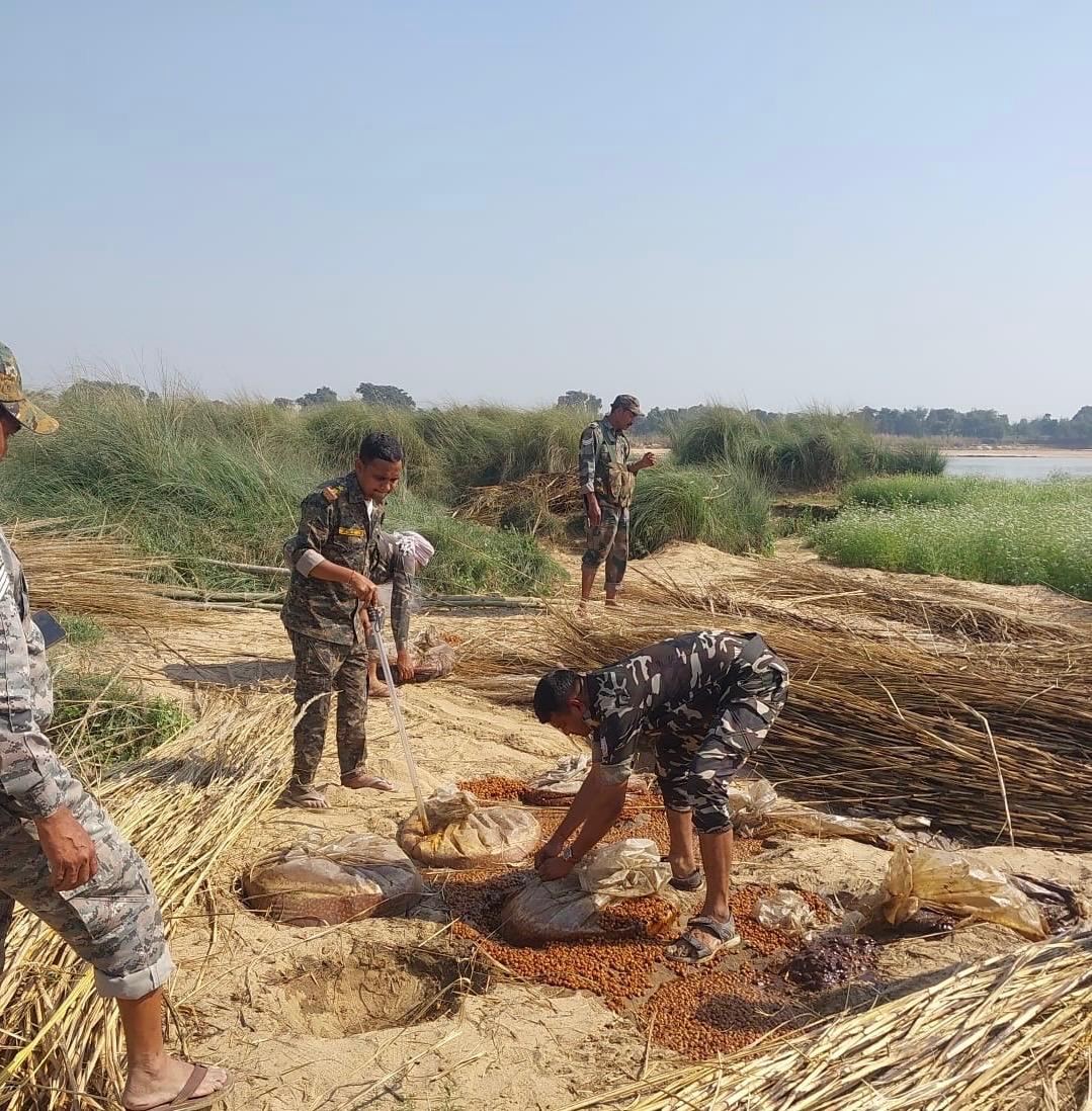 पलामूः अवैध शराब निर्माण के खिलाफ पुलिस का छापा, 1425 किलो जावा महुआ नष्ट