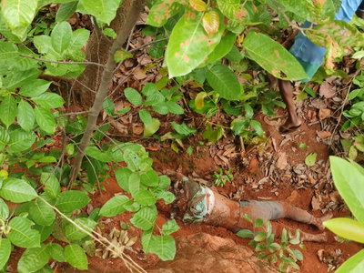 Simdega News : जंगल से किशोरी का शव बरामद, हत्या कर दफनाने की आशंका; युवक गिरफ्तार