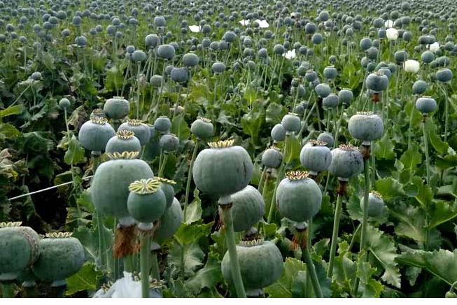 पलामू: पुलिस ने 6 एकड़ में लगी अफीम की फसल नष्ट की