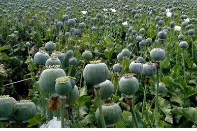 पलामू: पुलिस ने 6 एकड़ में लगी अफीम की फसल नष्ट की