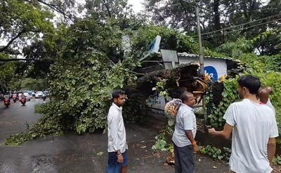Dhanbad News : टोटो पर गिरा विशाल पेड़, चालक व यात्री बाल-बाल बचे