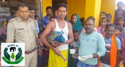 Giridih News : वन विभाग की टीम ने बचाई घायल मोर की जान