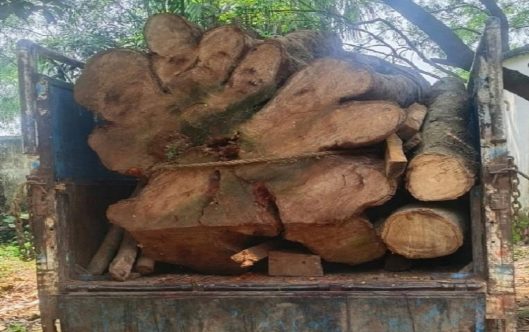 wood Seized