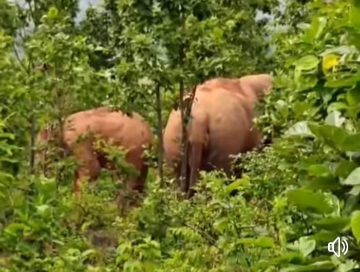 Wild elephant