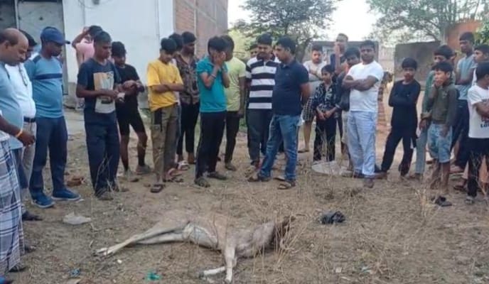 गिरिडीहः सरिया में मिला मृत हिरण, जांच में जुटा वन विभाग