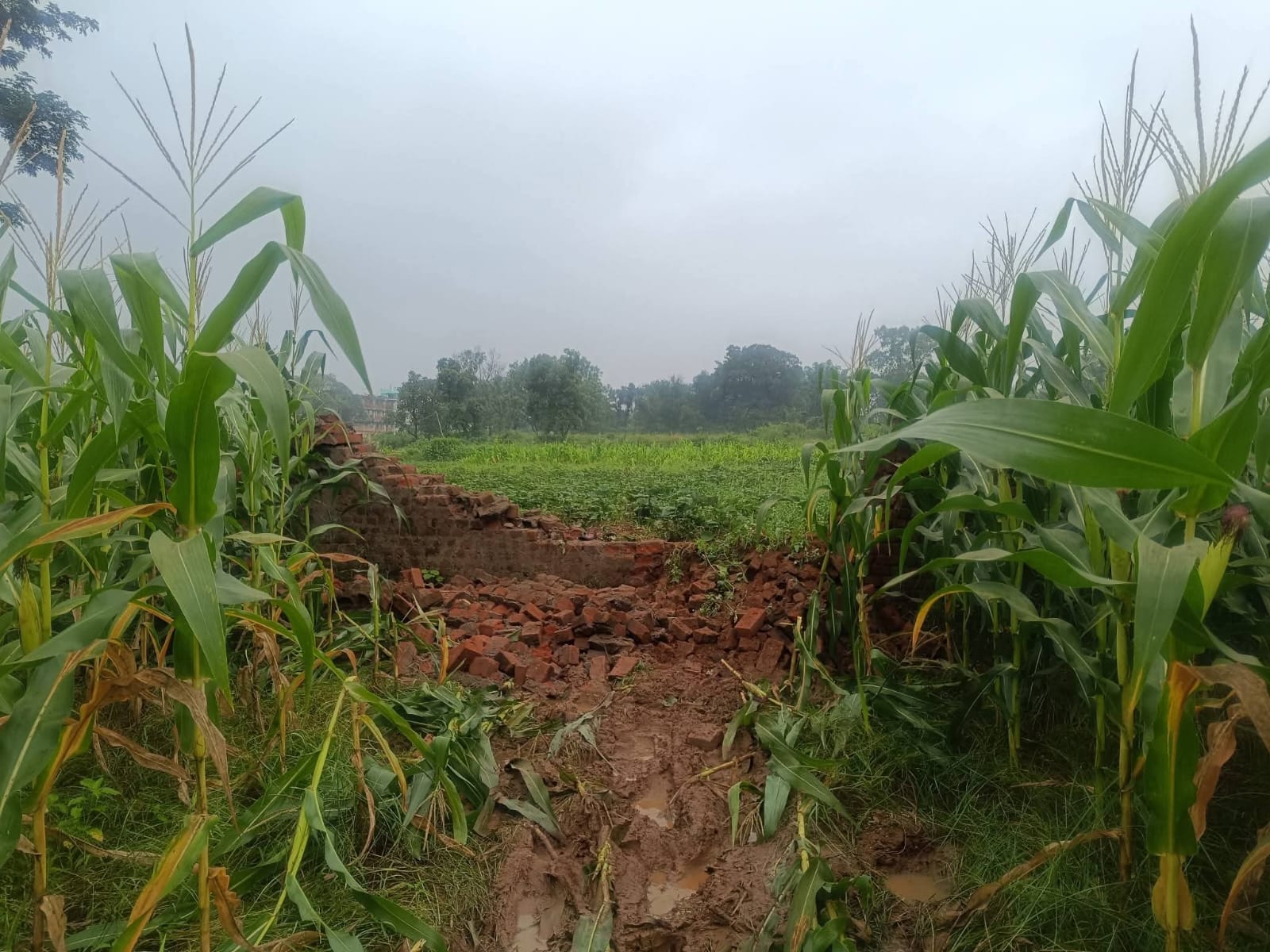 Ramgarh News : बड़कीपोना में तबाही मचाने के बाद सरैया पहुंचा हाथियों का झुंड, लोगों में दहशत