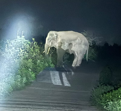 Jamshedpur News : दलमा से भटका जंगली हाथी गांव में घुसा, दो बुजुर्ग महिलाओं को किया घायल