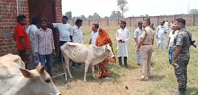 Dhanbad News : टुंडी में पशु तस्करी के बड़े रैकेट का खुलासा, चोरी के मवेशी बरामद
