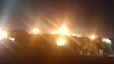 Dhanbad News : बरवाअड्डा में हाथियों का तांडव, फसल रौंदी, दहशत में ग्रामीण