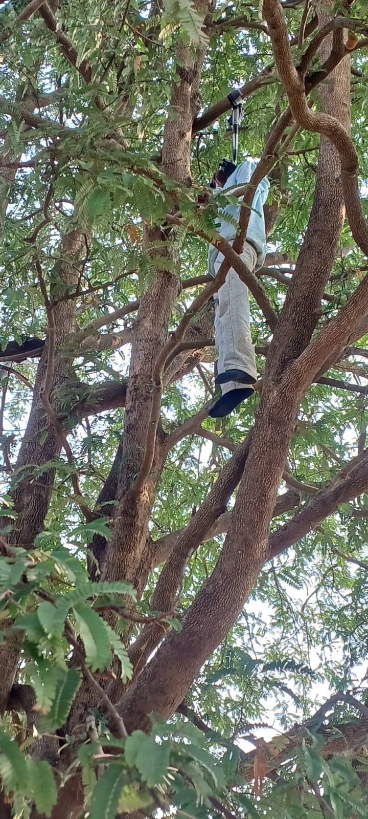 लातेहारः पेड़ से लटका मिला युवक का शव