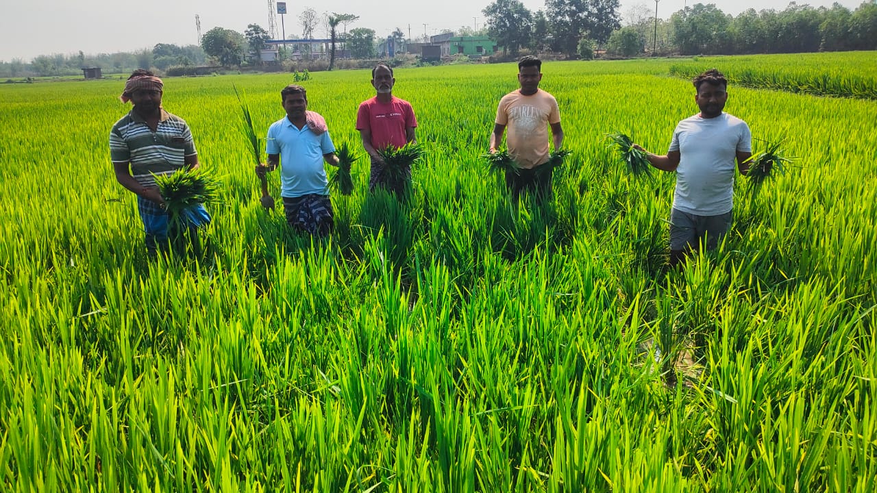 बहरागोड़ा में जंगली हाथियों का उत्पात, दर्जनों किसानों की फसलें बर्बाद