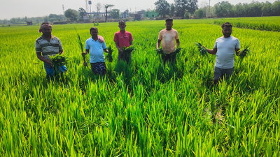 बहरागोड़ा में जंगली हाथियों का उत्पात, दर्जनों किसानों की फसलें बर्बाद