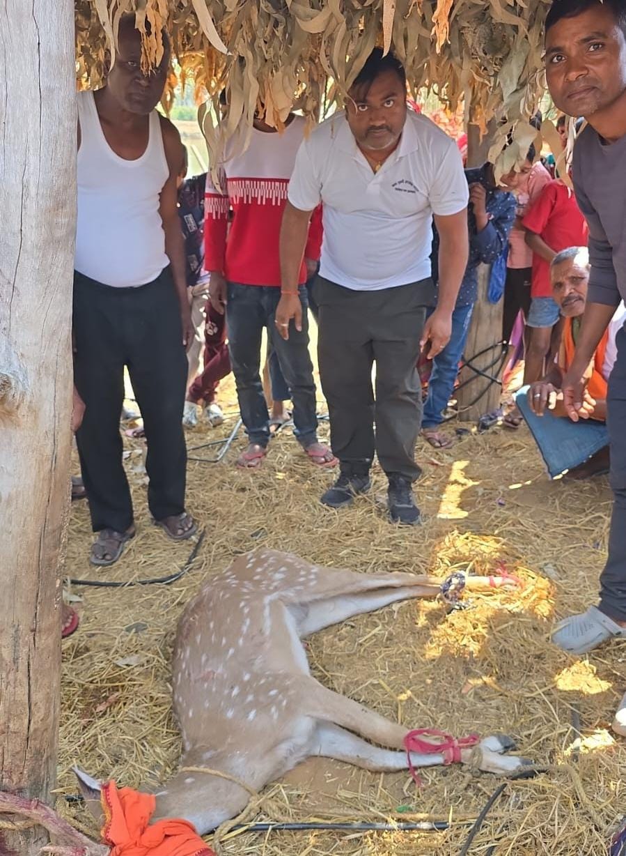लातेहारः कुत्तों ने चीतल पर किया हमला, मौत