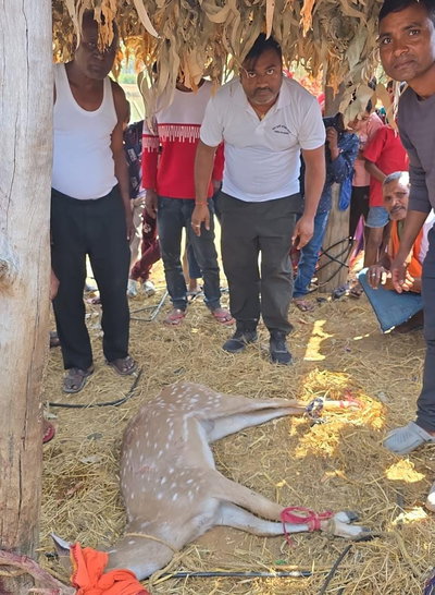 लातेहारः कुत्तों ने चीतल पर किया हमला, मौत