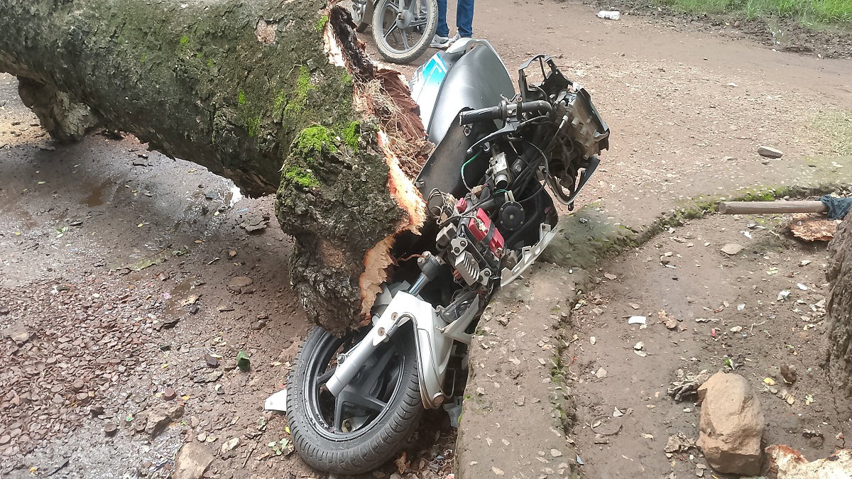 Tree falls