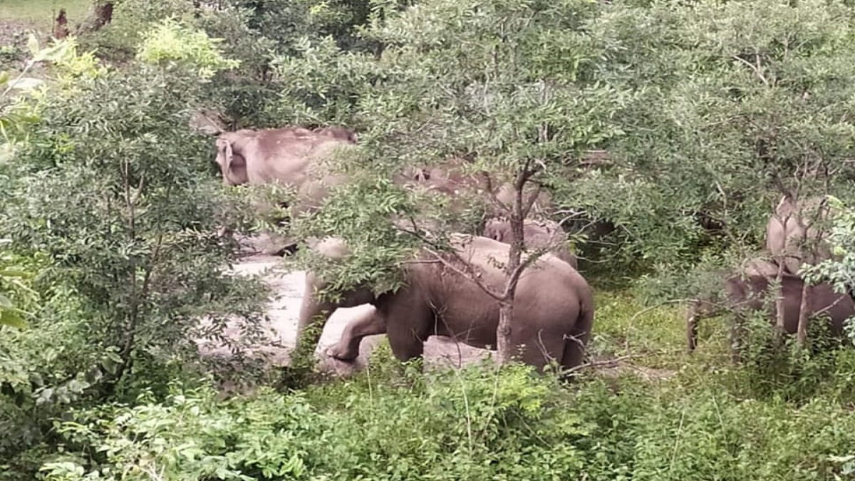 Gumla News : पालकोट के सनईडीह जंगल में पहुंचा जंगली हाथियों का झुंड, ग्रामीणों में दहशत