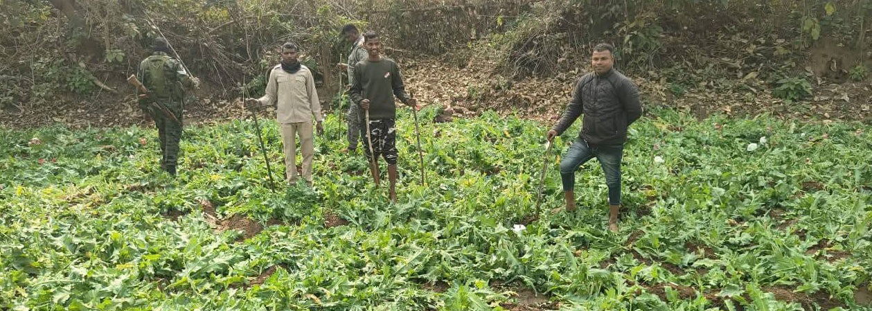 रांचीः पुलिस ने पिठोरिया में दो एकड़ में लगी अफीम की खेती नष्ट की