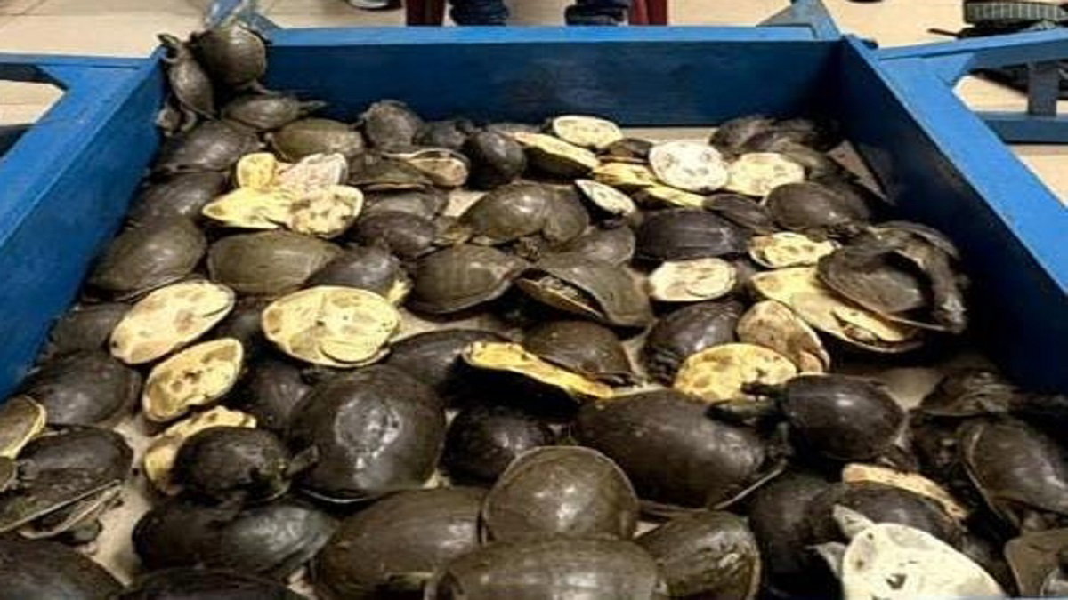 turtles seized