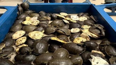 Dhanbad News : ट्रेन से तस्करी को ले जाए जा रहे 120 कछुए बरामद