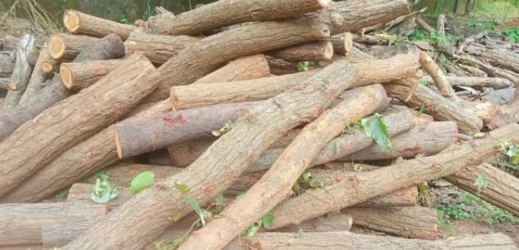 timber logs seized