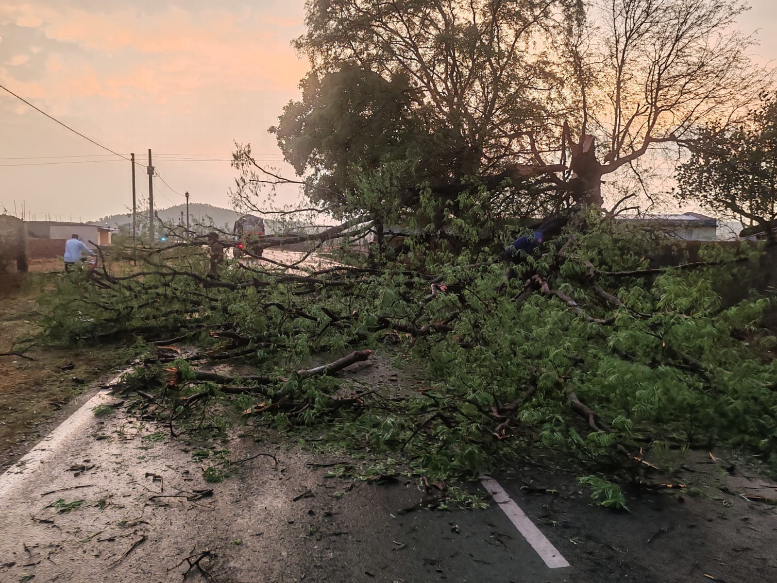 चाईबासाः तेज आंधी-बारिश ने मचाई तबाही, कई जगह पेड़ गिरे, बिजली गुल