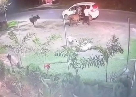Cattle theft