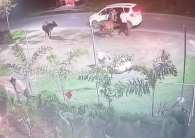 Dhanbad News : कोयलांचल में मवेशी चोरों का आतंक, कार में लादकर ले जा रहे पशु, वारदात CCTV में कैद