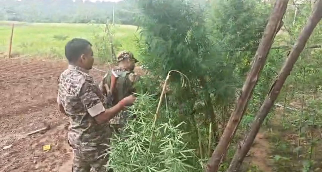 cannabis plants
