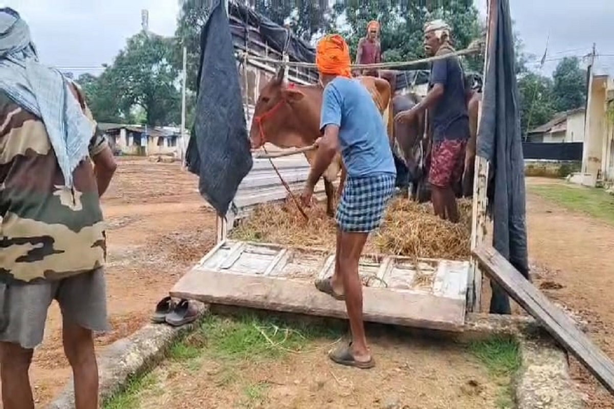 Giridih News : बगोदर में ट्रक से तस्करी के लिए ले जाए जा रहे 16 मवेशी बरामद, चालक गिरफ्तार
