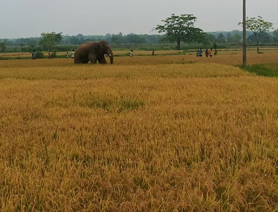Jamshedpur News : बहरागोड़ा में हाथियों का उत्पात, खेतों में लगी फसलें नष्ट