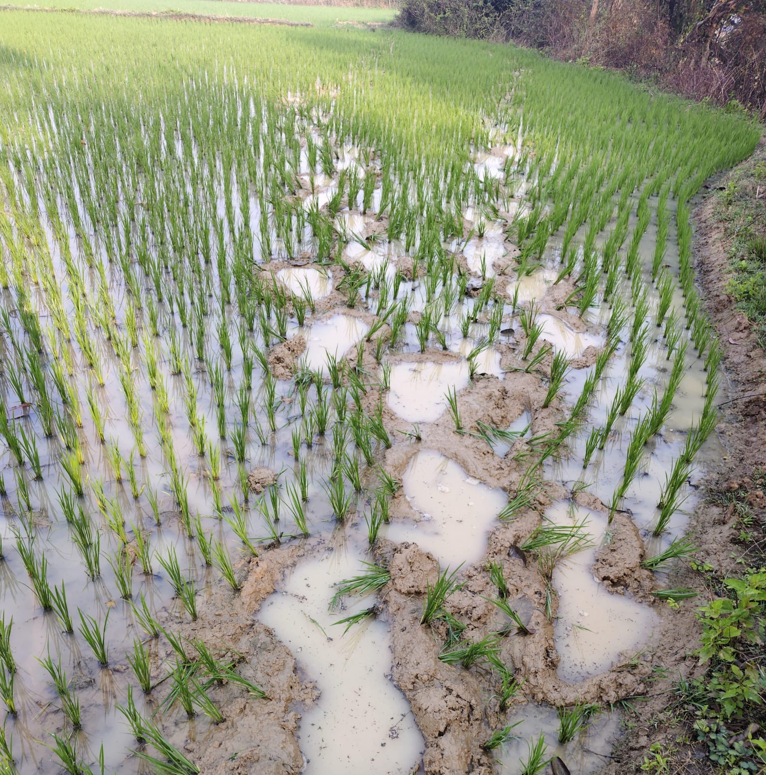 जमशेदपुरः बहरागोड़ा में हाथियों का आतंक, खेतों में लगी फसल नष्ट