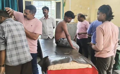 धनबादः मैथन में मधुमक्खियों का हमला, स्कूली बच्चों समेत कई लोग घायल