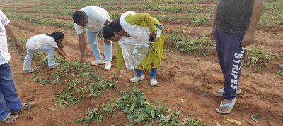 सिमडेगाः बारिश ओलावृष्टि से 9 एकड़ में लगी फसल बर्बाद, किसानों को लाखों का नुकसान