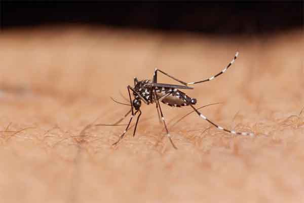 मॉनसून के साथ बढ़ा डेंगू का खतरा, मरीज मिला तो 1KM दायरे में चलेगा सर्वे व फॉगिंग