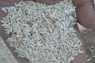 सरकारी गोदाम में 3694 क्विंटल चावल सड़ा, 60 क्विंटल चीनी पानी में बहा