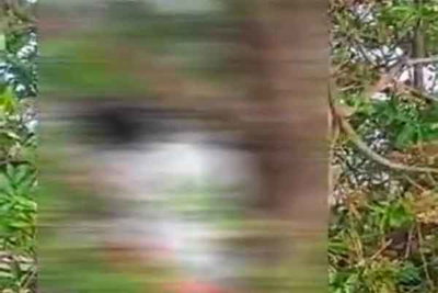देवघर: रिश्तेदार के घर आए युवक का पेड़ से लटका मिला शव, इलाके में सनसनी